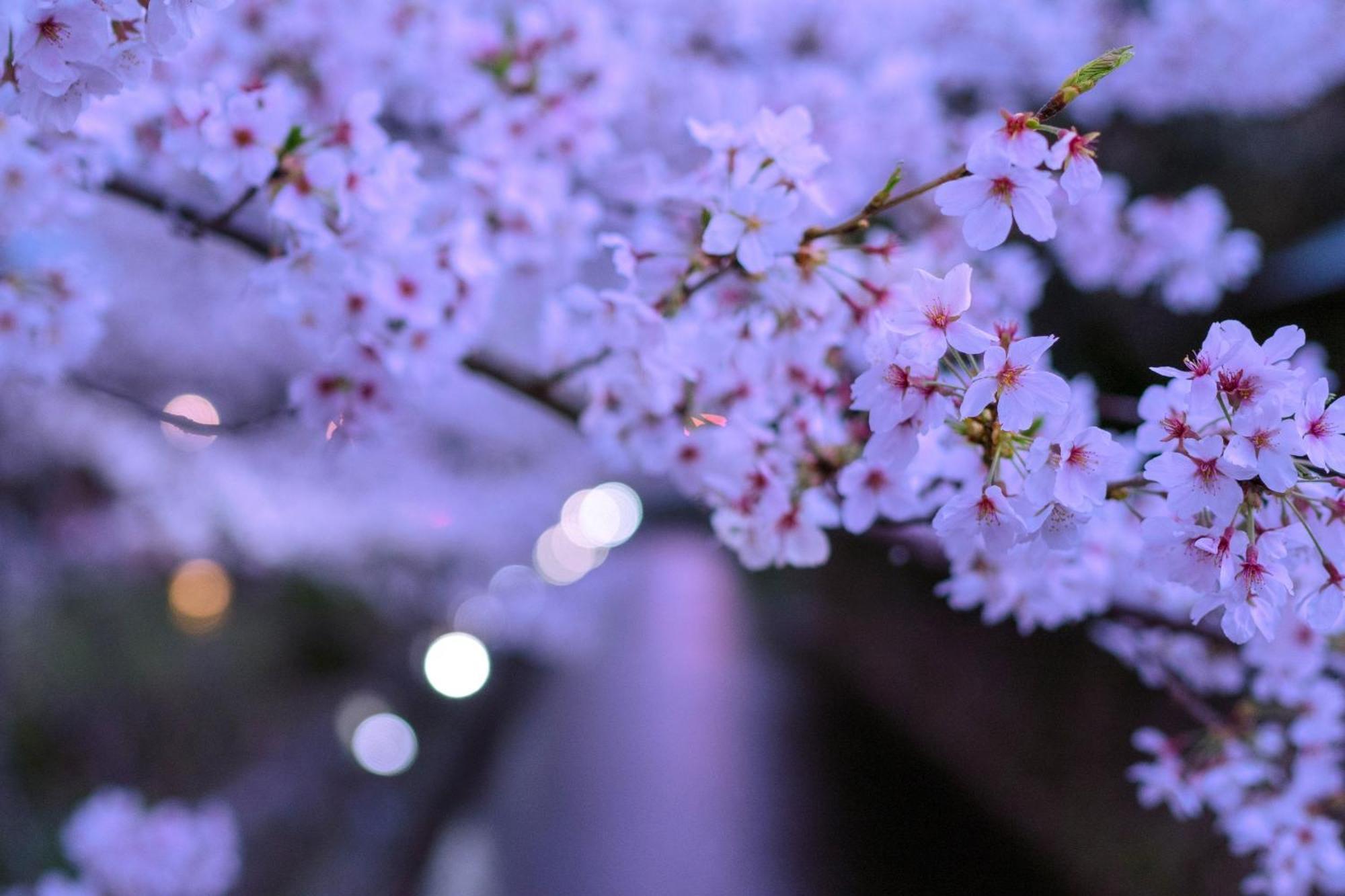 Omo5 Kyoto Sanjo By Hoshino Resorts מראה חיצוני תמונה